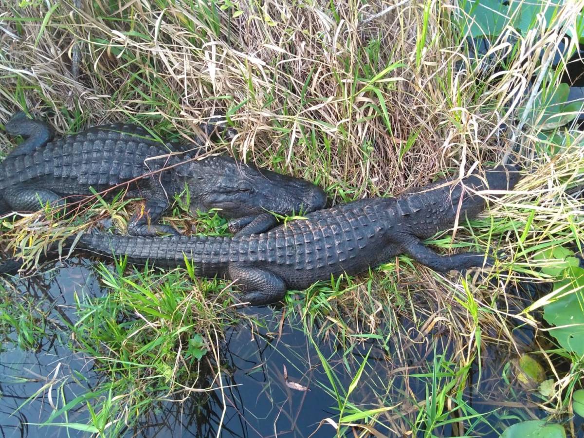 6 façons de visiter les Everglades en&nbsp;Floride